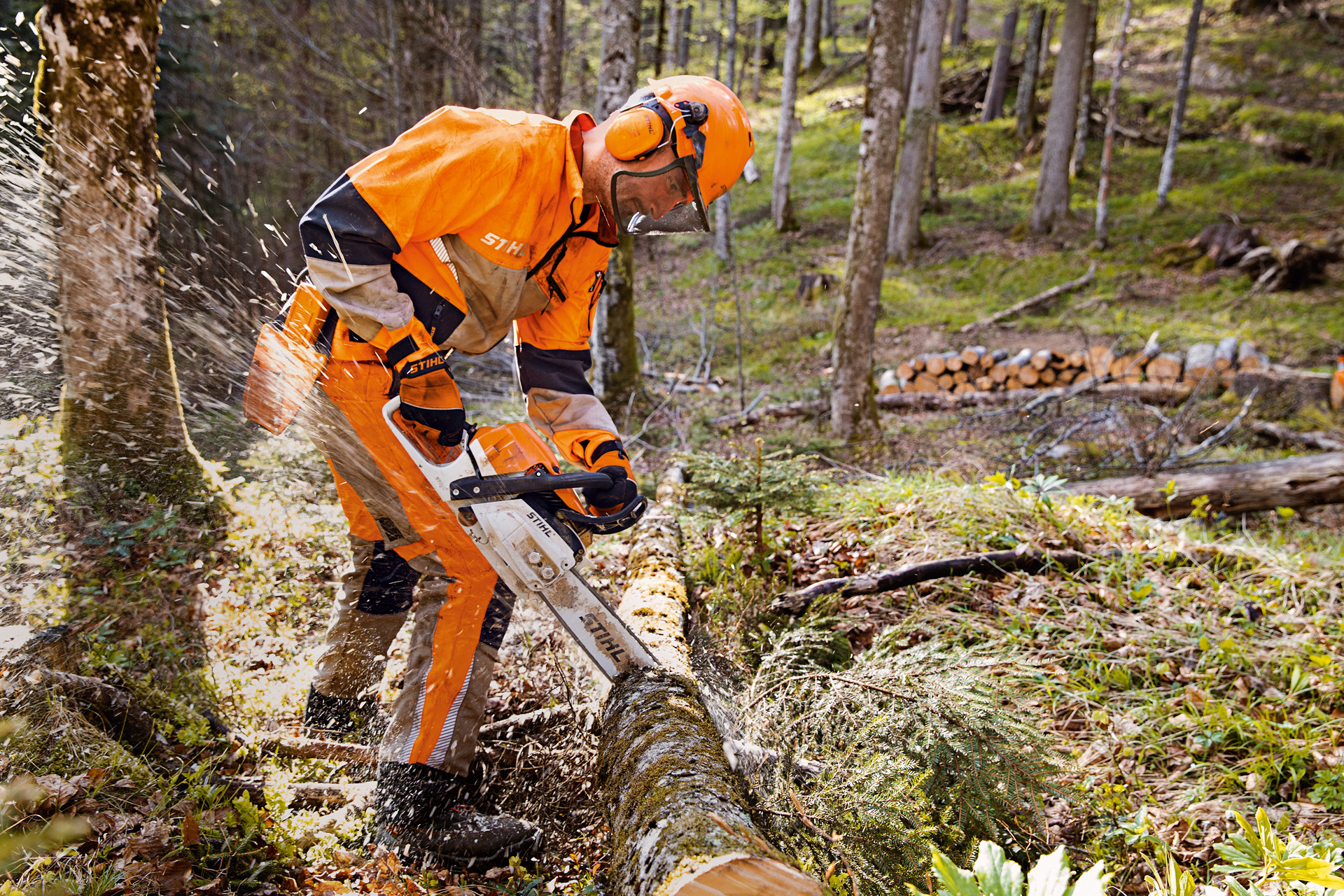 Un lucrător forestier în îmbrăcăminte de protecție STIHL, inclusiv pantaloni Dynamic Vent (clasa 1 de protecție împotriva tăierii), taie un copac în pădure cu motoferăstrăul STIHL